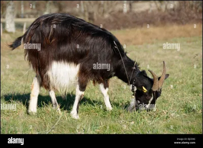 Il se dit que ce petit fromage tronconique AOP tire son nom de l'arabe. Après la victoire de Charles Martel les troupeaux des envahisseur sont restés, ainsi que femmes et vieillards et leur savoir faire. Quel est-il ?