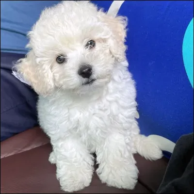 À quel membre appartient le chien sur la photo ?