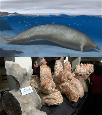 Voici perucetus colossus un membre de la famille des basilosauridae (un groupe de c&eacute;tac&eacute;) qui vivait au P&eacute;rou, l'animal le plus lourd du monde : &agrave; peu pr&egrave;s 20 m&egrave;tres et 5,7 tonnes de masse osseuse !Et son nom veut quand m&ecirc;me dire "colosse c&eacute;tac&eacute; du P&eacute;rou " !Mais quel est son poids total ?