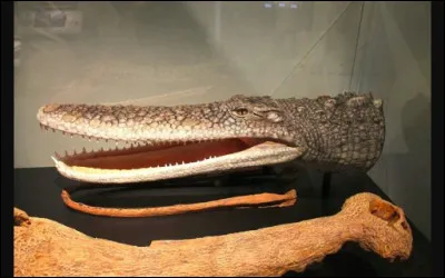 Voici Laganosuchus thaumastos un crocodilien du Niger et du Maroc de 6 m&egrave;tres dont la m&acirc;choire mesurait 1 m&egrave;tre de long, son poids est inconnu.Il se servait de sa grande m&acirc;choire plate pour attraper divers crustac&eacute;s et poissons .Mais quant &agrave; son surnom, lequel est-ce parmi ces propositions ?