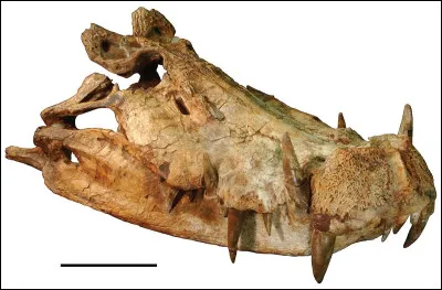Voici Kaprosuchus saharicus ou "croco-sanglier", c'&eacute;tait un crocodilien plus &agrave; l'aise en milieu terrestre qu'aquatique comme le d&eacute;montrent ses pattes tr&egrave;s longues pour un crocodilien.Mais ses plus grandes caract&eacute;ristiques &eacute;taient ses dents titanesques et tranchantes.Quelle taille faisait-il ?