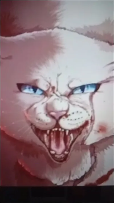 Il y a maintes lunes, je me chargeais de l'apprentissage de Nuage de Tigre et je me rendais en cachette dans la Forêt Sombre. Je suis :