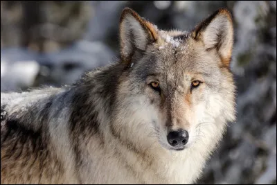 L - Loup
Comment est appelé le mâle dominant dans un groupe de loups ?