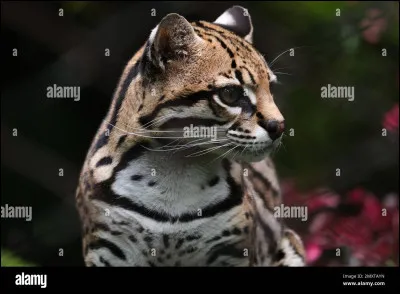 O - Ocelot
Où habite l'ocelot ?