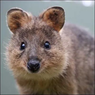 Q - Quokka
Vrai ou faux : le quokka est un animal nocturne.