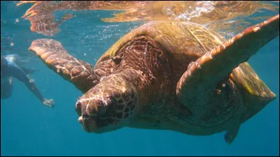 T - Tortue
Vrai ou faux : les tortues sont des animaux à sang chaud.