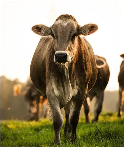 V - Vache
Qu'est-ce qui est appelé ''une génisse'' chez les vaches ?