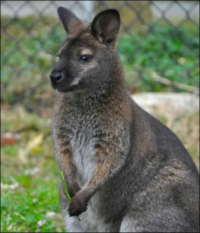 W - Wallaby
Jusqu'à quelle hauteur un wallaby peut-il sauter ?