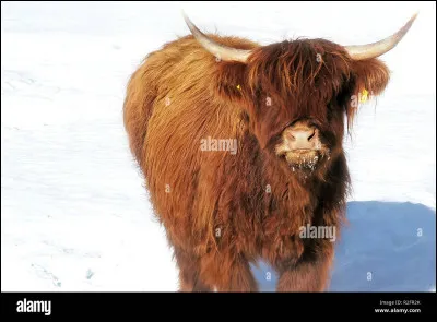 Y - Yack
En liberté, à partir de quelle altitude vit le yack ?