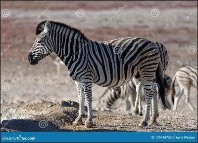 Z - Zèbre
D'après les scientifiques, à quoi servent les rayures des zèbres ?