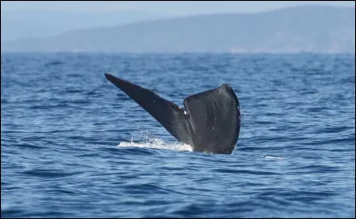B - Baleine
Savez-vous quelle est la plus grosse espèce de baleine ?
