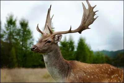 D - Daim
Quelle est la famille des daims ?