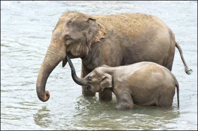 E - Éléphant
Saurez-vous me dire le poids moyen d'un éléphant d'Asie ?