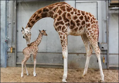 G - Girafe
Quel est le temps de sommeil d'une girafe au cours d'une journée ?