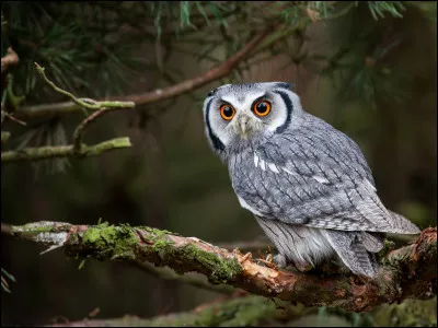 H - Hibou
Quelle est la plus grande espèce de hibou reconnue à ce jour ?