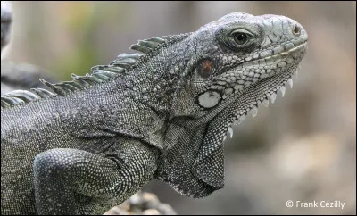 I - Iguane
Quel est le régime alimentaire de l'iguane ?