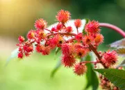 Quiz Sort de Harry Potter ou Plante toxique ?