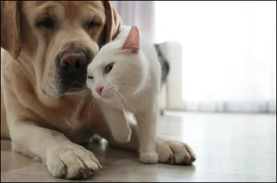 Est-ce qu'il/elle change de comportement quand tu arrives ?