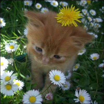 Ton emoji préféré décrit