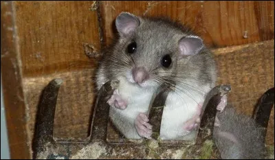Quel est l'animal totem des dormeurs ?