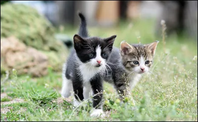Qui sont les enfants de Poil dÉcureuil ?