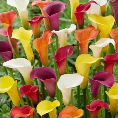 Quelle est ta couleur préférée ?