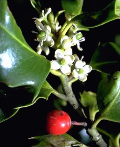 De l'écorce de quel arbuste la glu est-elle extraite ?