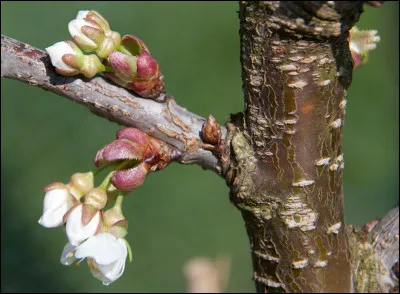 Comment appelle-t-on les petites perforations respiratoires de l'écorce des jeunes rameaux ?