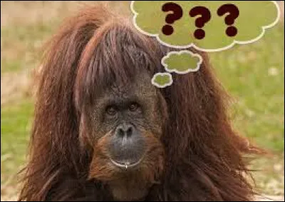 Pesant 9 kg, quel animal a le plus gros cerveau de notre planète ?