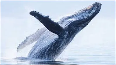 Quel est l'autre nom de la baleine à bosse ?