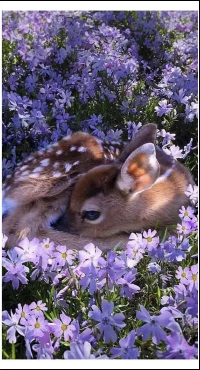 Quelle couleur préfères-tu ? (1/2)