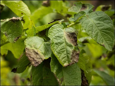 Quelle maladie de la pomme de terre, caractérisée par des taches brunes, est due à un champignon ?