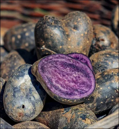 Quelle variété française de pomme de terre se caractérise par sa pulpe violette ?