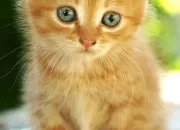 Quiz Quiz LGDC cycle 1