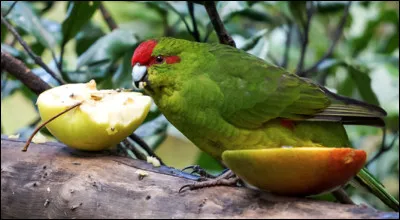 Quel est le nom de cet oiseau, une perruche endémique de la Nouvelle-Zélande ?