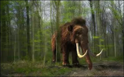 Les mammouths ont disparu, mais depuis quand ?