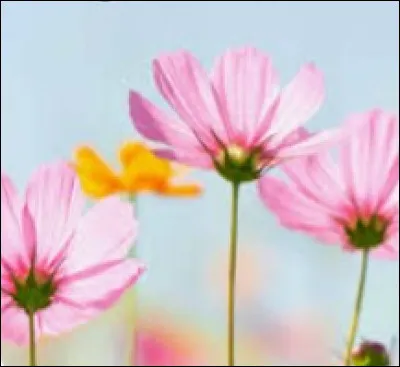 Quel adjectif te correspond le mieux parmi ceux proposés ?