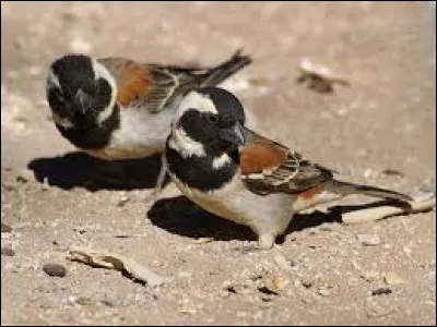Oh l&agrave; l&agrave; ! "J'ai vu maman embrasser le P&egrave;re No&euml;l", heureusement c'&eacute;tait en l'absence de papa sinon ?