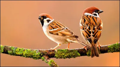 Rodolphe nous emm&egrave;ne en traineau dans le ciel, Rock Voisine nous emm&egrave;ne en "promenade en traineau" sur la neige, comment doit-on se tenir pour avoir chaud ?