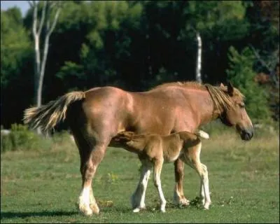 Comment se nomme le premier lait que boit le poulain ?
