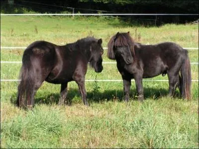 Comment se nomment ces animaux :