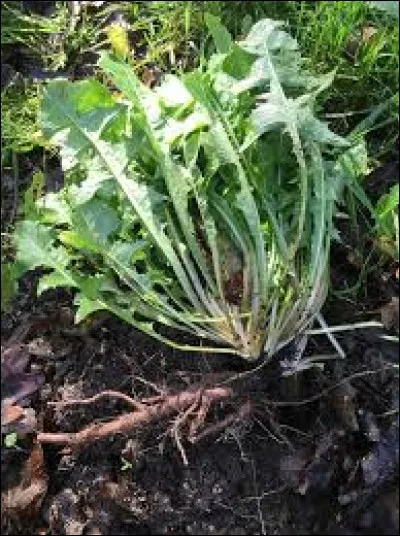 Qui voudrait manger les pissenlits ... la racine ?