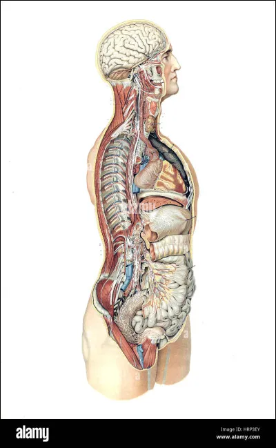 Combien dos compte le corps humain adulte, en moyenne ?