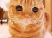 Test Quel animal es-tu ?