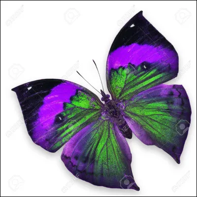 Team verte ou violette ?