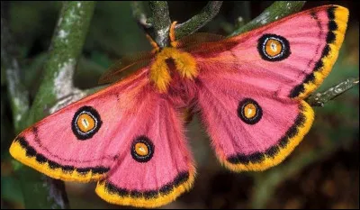 Team orange ou rose ?