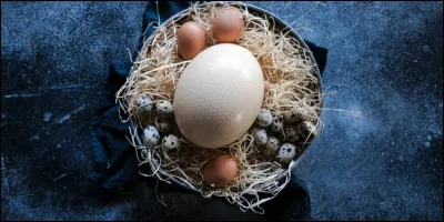 ~ Surprise ~

Quel animal pond luf le plus gros du monde ?