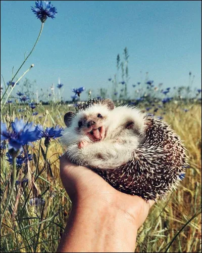 ~ Nostalgie ~

Quel jeu vidéo culte des années 90 met en scène un hérisson bleu ?