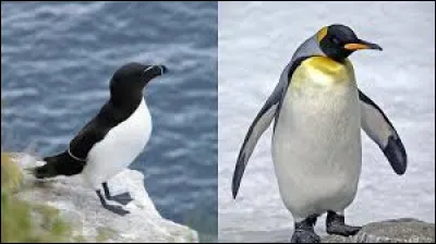 Les pingouins ne peuvent pas voler mais les manchots eux le peuvent.