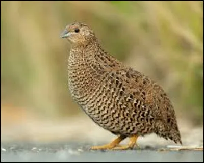 L'élevage de la caille est la coturniculture.